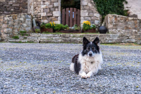 Border collie resting in front of a castle in Irelandの写真素材