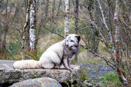 White arctic fox resting in the wildernessの写真素材