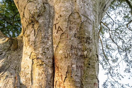 The Dark Hedges tree tunnel in Ballymoney, Northern Irelandの写真素材