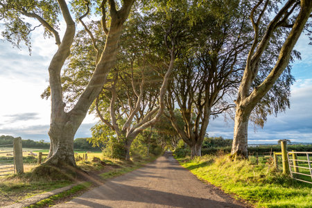 The Dark Hedges tree tunnel in Ballymoney, Northern Irelandの写真素材
