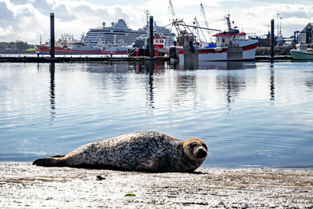 Seal resting on pier in Killybegs, County Donegal, Republic of Irelandの写真素材