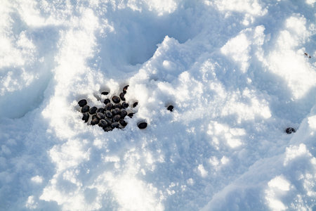 Rabbit dropping on snow in Glenveagh Naation Park, County DOnegal, Irelandの写真素材