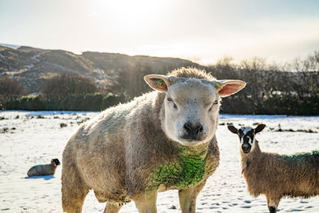 Texel sheep at a snow covered meadow in County Donegal - Irelandの写真素材