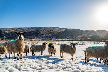 Flock of sheep at a snow covered meadow in County Donegal - Irelandの写真素材