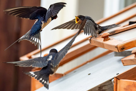 Swallow feeding chicks close-up flying and sitting on cold frameの写真素材
