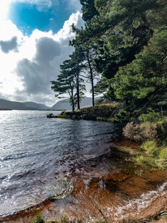 Scots Pine trees in County Donegal - Irelandの写真素材