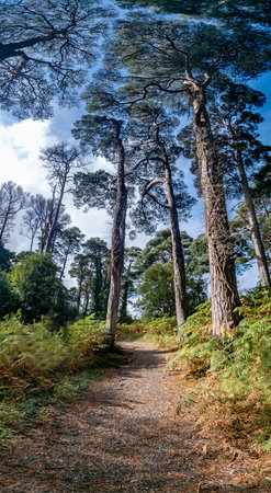 Scots Pine trees in County Donegal - Irelandの写真素材