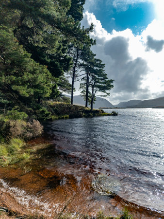 Scots Pine trees in County Donegal - Irelandの写真素材
