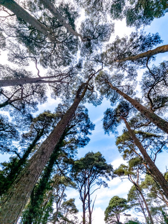 Scots Pine trees in County Donegal - Irelandの写真素材