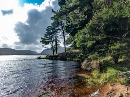 Scots Pine trees at Lough Veagh in County Donegal - Irelandの写真素材