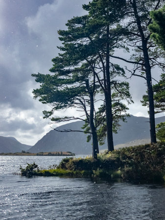 Scots Pine trees at Lough Veagh in County Donegal - Irelandの写真素材