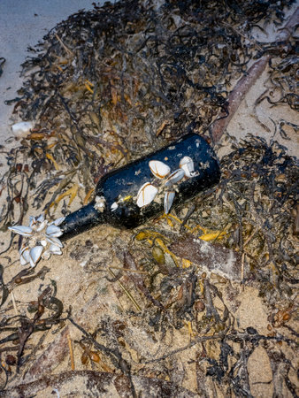 Goose barnacles barnacle on a bottle at sea beach