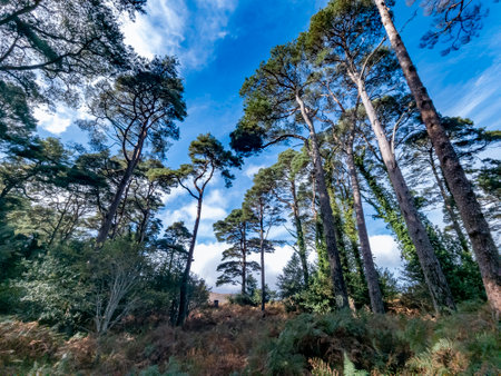 Scots Pine trees in County Donegal - Irelandの写真素材