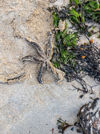 Starfish on the beach in County Donegal, Irelandの写真素材