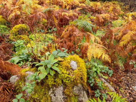 Fern in autumn in County Donegal, Irelandの写真素材