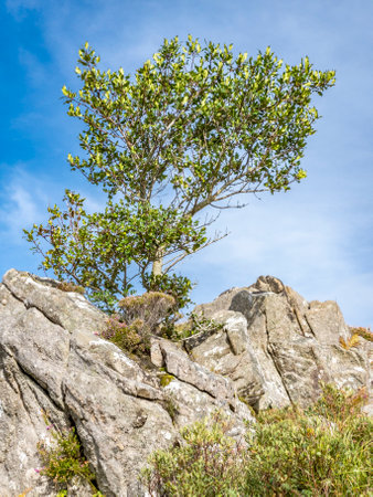 Tree growing on a rock in Irelandの写真素材