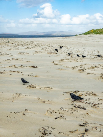 Hooded crows, Corvus cornix, collecting twigs on beach in Irelandの写真素材