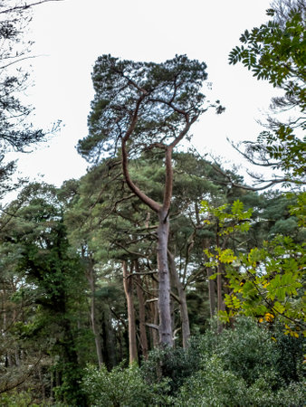 Scots Pine trees in County Donegal - Ireland