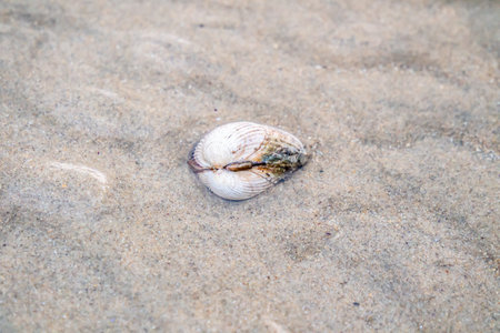 Shell at Ballinareava strand at the Sheskinmore Nature Reserve between Ardara and Portnoo in Donegal...