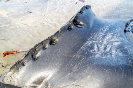Narin, Portnoo, Ireland - January 15 2020 : Seaweed lying on Portnoo beach in County Donegal after storm Brendanのeditorial素材