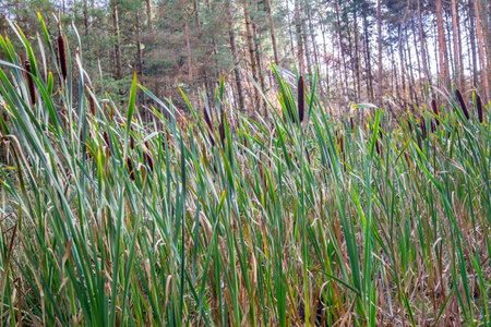 Typha latifolia, called Bullrush, growing in Ireland