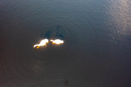 Aerial view of white swan family on a lake during a beautiful winter dayの写真素材