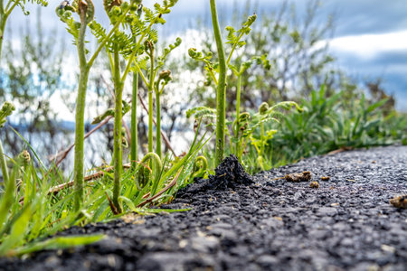 Fern breaking through tarmac in Irelandの写真素材
