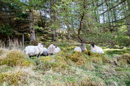 Sheep grazing in forest in County Donegal, Irelandの写真素材