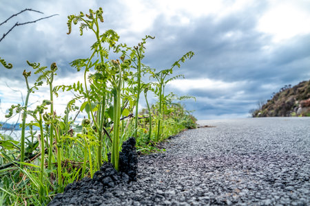 Fern breaking through tarmac in Irelandの写真素材