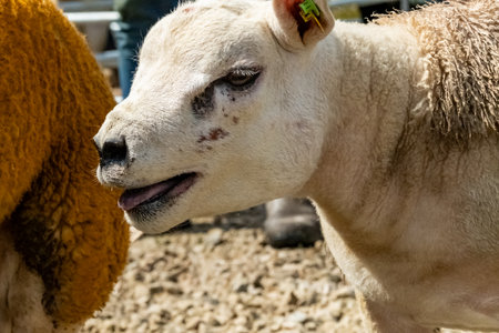 Texel sheep at the Meenacross Agricultural Show in Irelandの写真素材