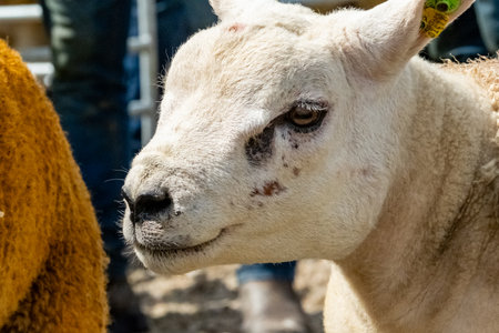 Texel sheep at the Meenacross Agricultural Show in Irelandの写真素材