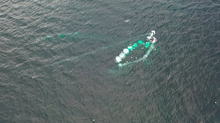 Humpback Whales, Megaptera novaeangliae, Bubble-Net feeding in Donegal Bay, Irelandの写真素材