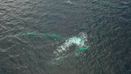 Humpback Whales, Bubble-Net feeding in Donegal Bay, Ireland