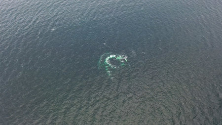 Humpback Whales, Megaptera novaeangliae, Bubble-Net feeding in Donegal Bay, Irelandの写真素材