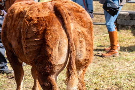 Brown cow in a field in County Donegal, Irelandの写真素材