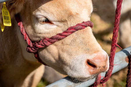 Close up of cute cow with red ropeの写真素材