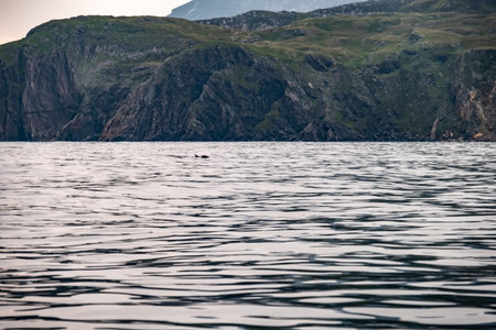 Common dolphin enjoying the Atlantic waters in County Donegal, Irelandの写真素材