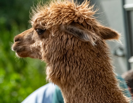 Lama at the Meenacross Agricultural Show in County Donegal, Irelandの写真素材