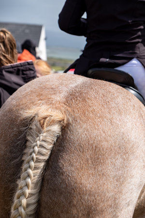 Braided horse tail in County Donegal, Irelandの写真素材