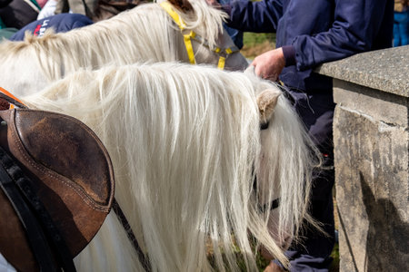 A horse with long hair in County Donegal, Irelandの写真素材