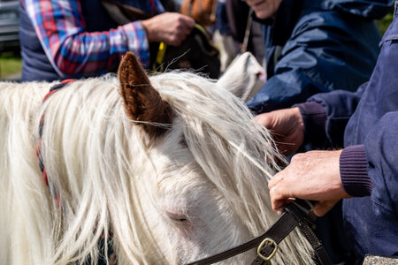 A horse with long hair in County Donegal, Irelandの写真素材