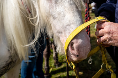 A horse with long hair in County Donegal, Irelandの写真素材