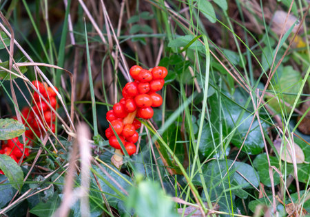 Arum italicum a species of flowering herbaceous perennial plant in the family Araceae, also known as Italian arum and Italian lords and ladies.の写真素材