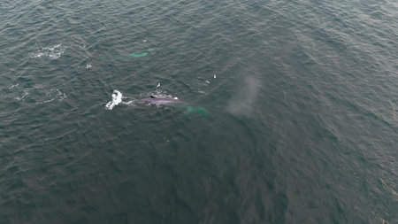 Aerial view of two fin whales, Balaenoptera physalus, hunting in Donegal Bay, Irelandの写真素材