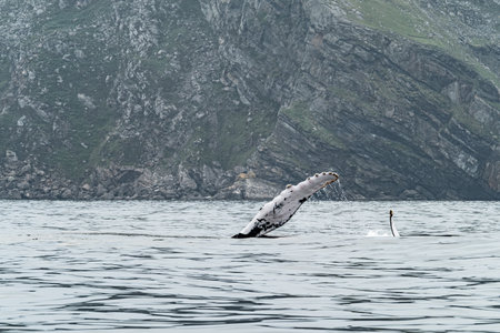 Humpback Whale, Megaptera novaeangliae, showing his fins and in Donegal Bay, Irelandの写真素材