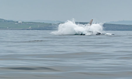 Humpback Whale, Megaptera novaeangliae, making a big splash after breaching in Donegal Bay, Irelandの写真素材