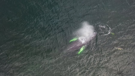 Humpback Whales, Megaptera novaeangliae, travelling and blowing in Donegal Bay, Irelandの写真素材