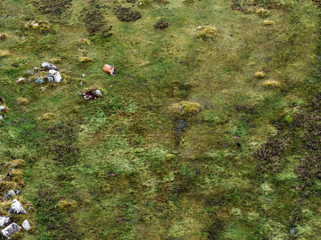 Sika deer hinds resting in County Donegal, Irelandの写真素材