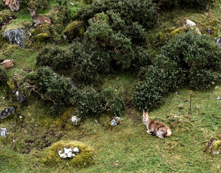 Sika deer hinds resting in County Donegal, Irelandの写真素材