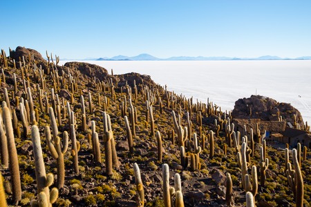 Cactus on Incahuasi island, salt flat Salar de Uyuni, Altiplanoの写真素材